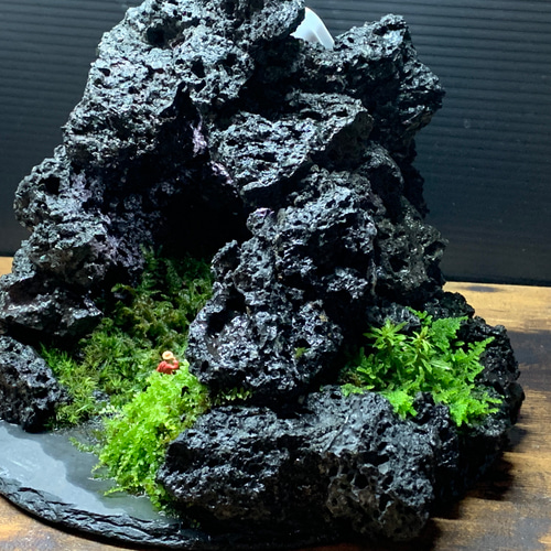 193 苔アート 洞窟 苔 苔テラリウム 観葉植物 オブジェ 寄せ植え