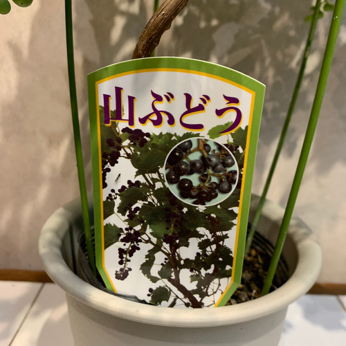 希少❗️ヤマブドウ❤️山葡萄 5号鉢 多肉植物 Garden_couleur 通販