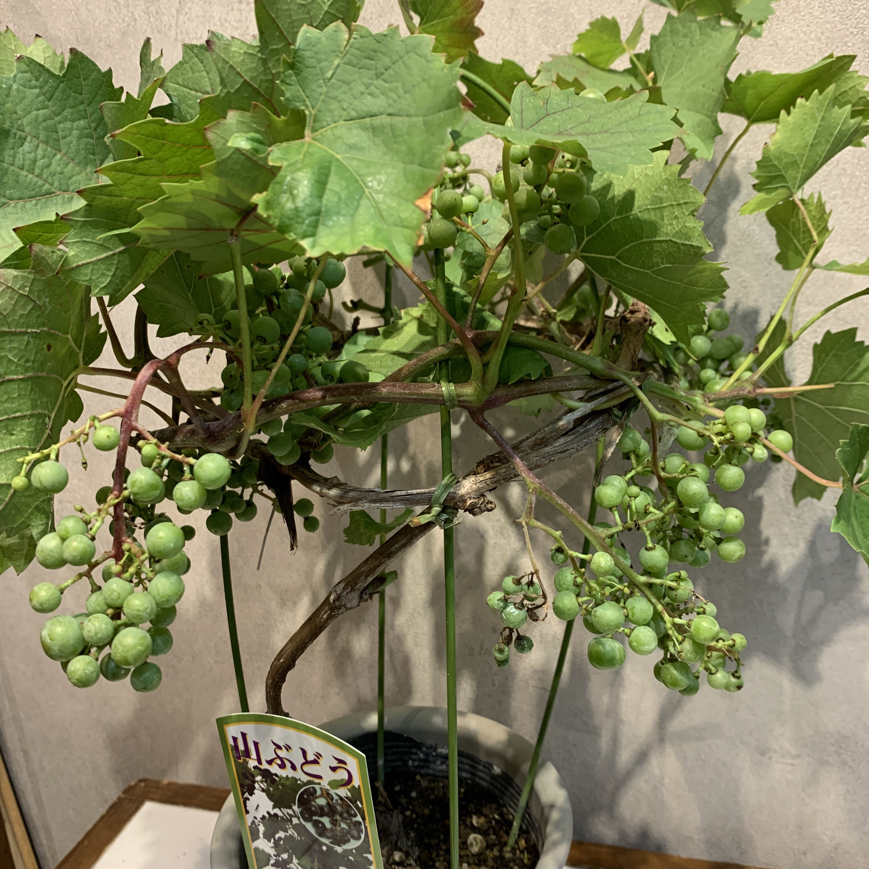 山葡萄の皮  希少 花瓶    山ぶどう 2022 山ぶどう 720ml ＜ TakayashiroFarm OnlineShop
