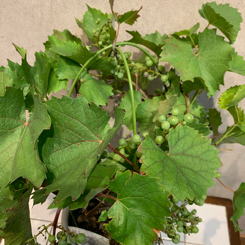山葡萄の皮 希少 花瓶 山ぶどう 山葡萄の皮 希少 花瓶 山ぶどう 山葡萄の