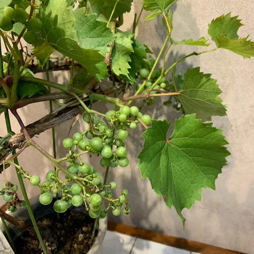 やちむん様④山葡萄　蔓　上品　5キロ 楽天市場】純国産 山葡萄かごバッグ 網代編み・乱れ編みミックス 福島