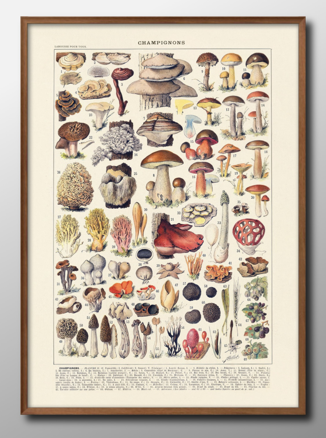 マッシュルーム キノコ　北アメリカ　ヨーロッパ　図鑑　洋書　Mushroom
