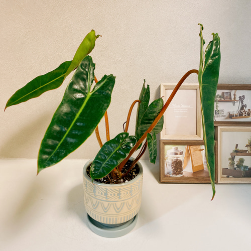 現品］【希少】フィロデンドロン ビレッタエ ビレッティア レア 観葉