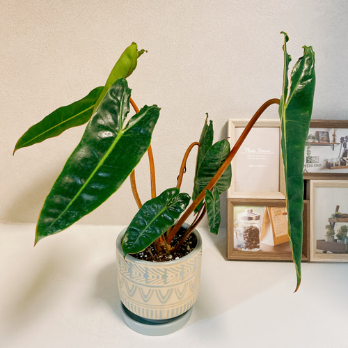 超絶希少❗️サイズ大❗️フィロデンドロン　ビレッティア　斑入り✨ コレクション】フィロデンドロン・ビレッティア 斑入り 親株サイズ