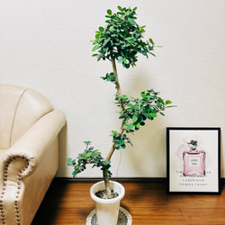 434f4d3aa267b5260adec7cff5e1df