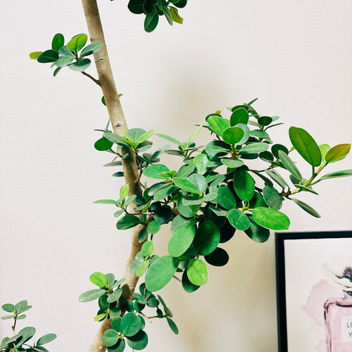 現品］【希少】パンダガジュマル 曲がり プラスチック鉢 7号