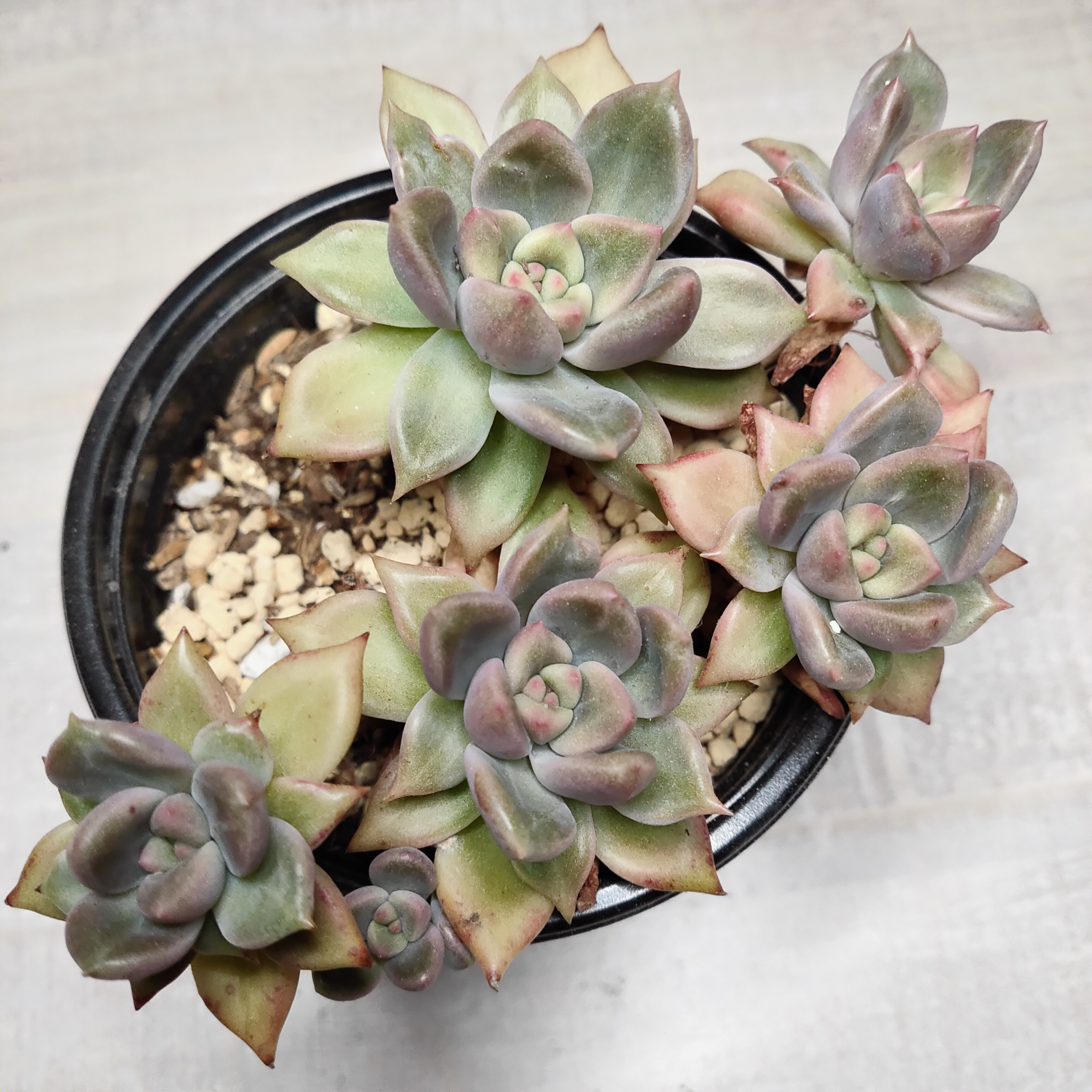 訳あり商品 多肉植物 エケベリア 多肉 韓国苗 デントラチェム trainer