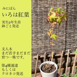 スタイリッシュシンプル 曲り藤 藤実生2年生苗1株 盆栽仕立て - 通販