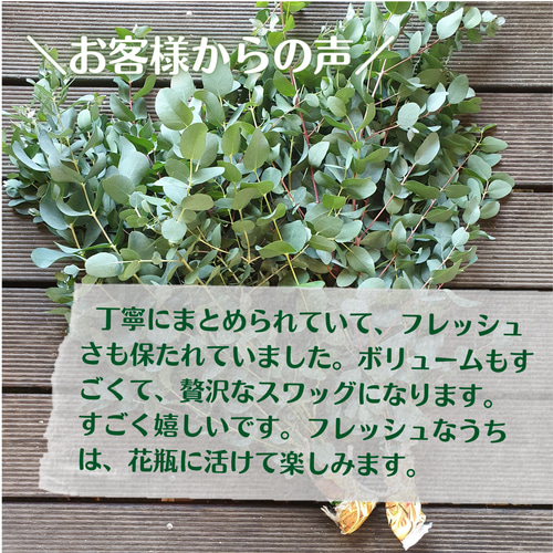 フレッシュ ユーカリ 保湿発送 長め 40-50cm 送料550円～ リース 