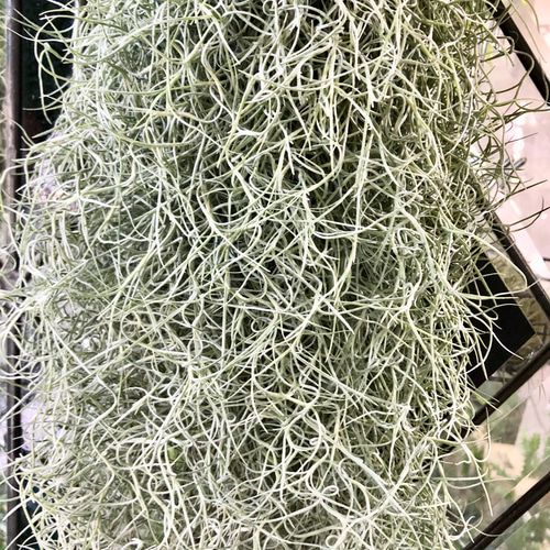 現品 超ボリューム チランジア エアープランツ ウスネオイデス