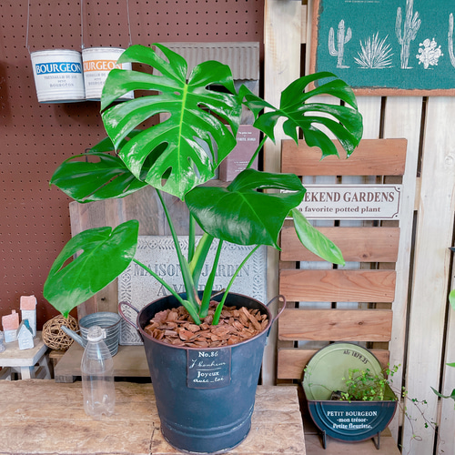 モンステラ テーブル 葉っぱ ブラウン モンステラ テーブル 葉っぱ