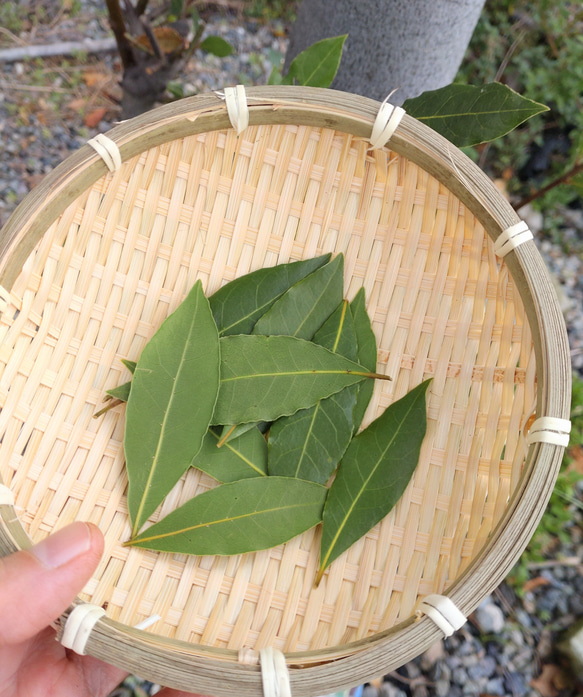 【ローリエ（月桂樹）の葉３０枚】自然栽培採れたて生葉 麻糸で編んだミニバックに入れてお届け♪ 2枚目の画像