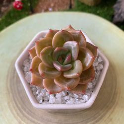 新品種高級苗】超人気 ストロベリーアーモンド 多肉植物 多肉 新品種高級苗】超人気 ストロベリーアーモンド 多肉植物 多肉