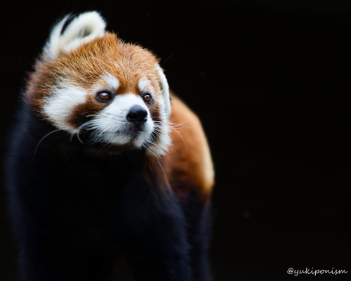 レッサーパンダ ポストカード 写真・グラフィック あき 通販 16192871