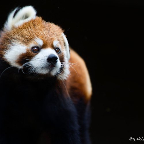 レッサーパンダ ポストカード 写真・グラフィック あき 通販 16192871