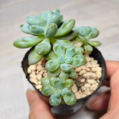 あ*お様 A767-4　ロココ　105苗　多肉植物　土根付き　エケベリア　韓国苗 あ*お様 A767-4 ロココ 105苗 多肉植物 土根付き エケベリア