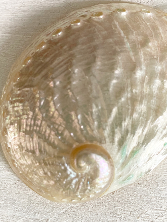 フィボナッチ天然貝　ペンダント　ネックレス 4枚目の画像