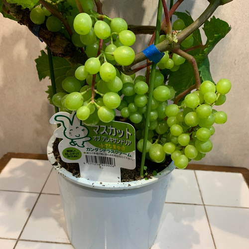 マスカット苗木　オブアレキサンドリア　大苗　高さ約65センチ　実付 ブドウ❤️マスカット オブアレキサンドリア❤️苗木 6号鉢 多肉