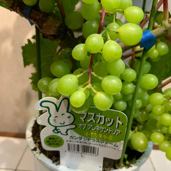マスカット苗木　オブアレキサンドリア　大苗　高さ約65センチ　実付 ブドウ❤️マスカット オブアレキサンドリア❤️苗木 6号鉢 多肉