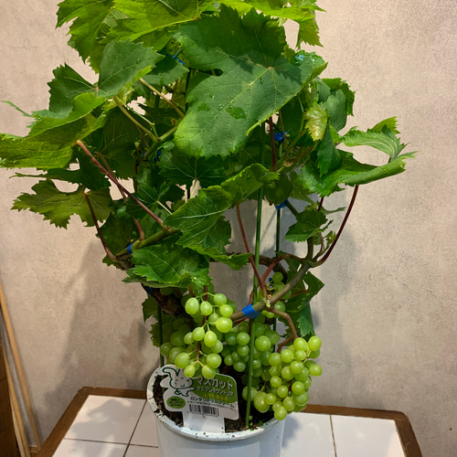 ブドウ❤️マスカット オブアレキサンドリア❤️苗木 6号鉢 多肉