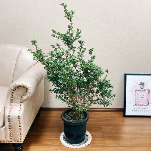 現品］2雲龍ツゲ スパイラルドラゴン 8号 観葉植物 屋外 大型