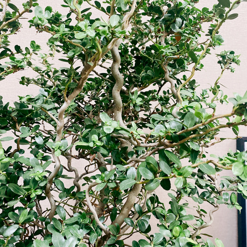 現品］☆スパイラルドラゴン☆ 雲龍ツゲ 観葉植物 屋外 植木