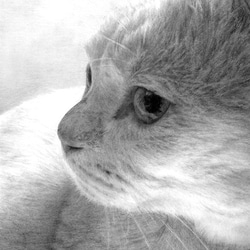 オーダーメイド　サンプル　猫の絵　鉛筆画 1枚目の画像