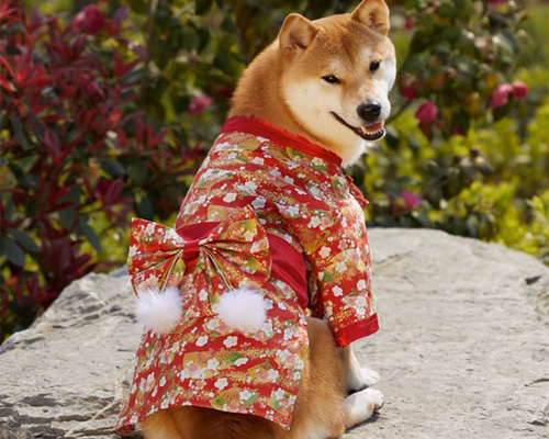 サイズ感イメージ　ハンドメイド 和柄 犬服　犬 着物　浴衣　和服　お祭り　夏 犬服 犬浴衣 祭り雰囲気満々 和服 ペット浴衣 柴犬 超綺麗 4種類