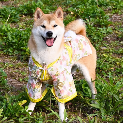 犬服 犬浴衣 祭り雰囲気満々 和服 ペット浴衣 柴犬 超綺麗 4種類