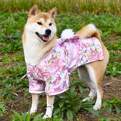 犬服 犬浴衣 祭り雰囲気満々 和服 ペット浴衣 柴犬 超綺麗 4種類