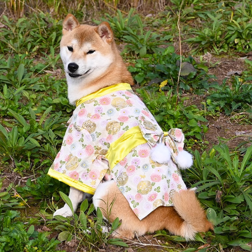 サイズ感イメージ　ハンドメイド 和柄 犬服　犬 着物　浴衣　和服　お祭り　夏 犬服 犬浴衣 祭り雰囲気満々 和服 ペット浴衣 柴犬 超綺麗 4種類