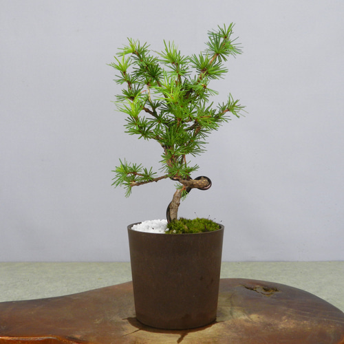 ☆ENGEI ichioki☆唐松・落葉松・カラマツ・小品盆栽02☆育てやすい松