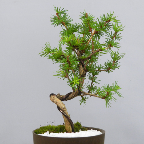 ☆ENGEI ichioki☆唐松・落葉松・カラマツ・小品盆栽02☆育てやすい松