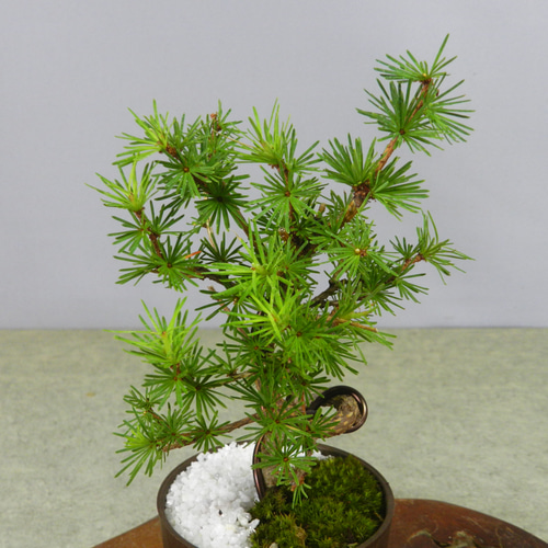 ☆ENGEI ichioki☆唐松・落葉松・カラマツ・小品盆栽02☆育てやすい松