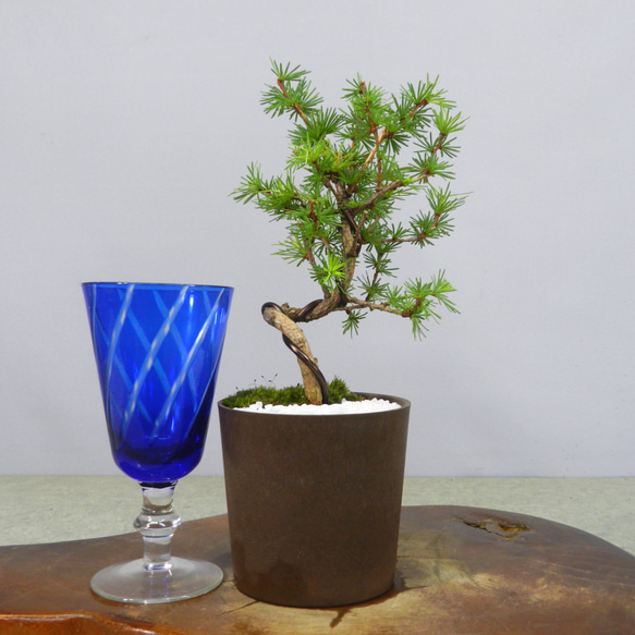 ☆ENGEI ichioki☆唐松・落葉松・カラマツ・小品盆栽02☆育てやすい松