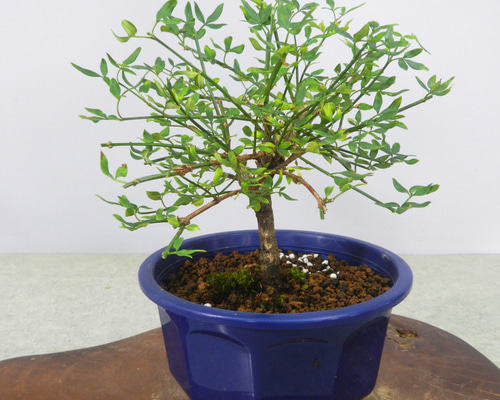 5714ae56985c762291aa4f78f84d88