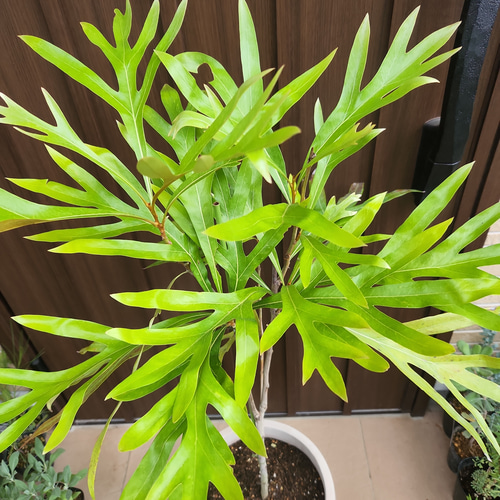 大苗 グレビレア ベイリアナ バイレアナ テラコッタ鉢植え