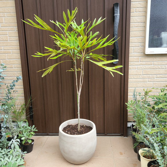 大苗 グレビレア ベイリアナ バイレアナ テラコッタ鉢植え グレビレア