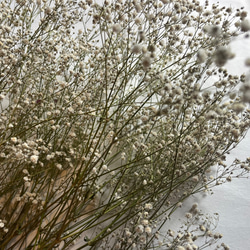 ドライフラワー　花材　素材　かすみ草✿3本セット 5枚目の画像