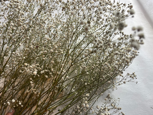 ドライフラワー　花材　素材　かすみ草✿3本セット 5枚目の画像