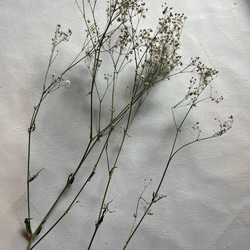 ドライフラワー　花材　素材　かすみ草✿3本セット 6枚目の画像