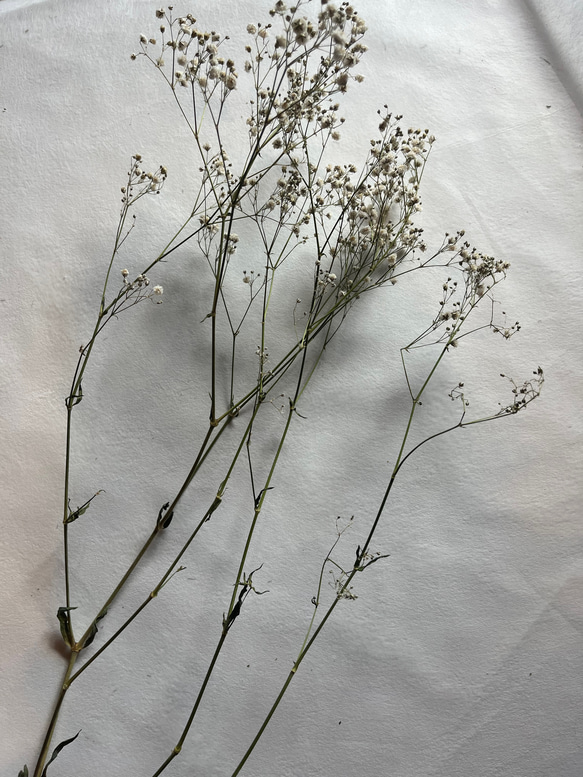 ドライフラワー　花材　素材　かすみ草✿3本セット 6枚目の画像
