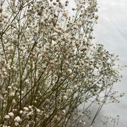 ドライフラワー　花材　素材　かすみ草✿3本セット 1枚目の画像