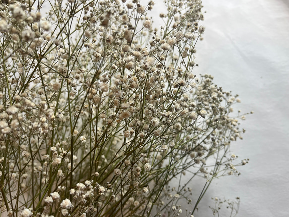ドライフラワー　花材　素材　かすみ草✿3本セット 1枚目の画像