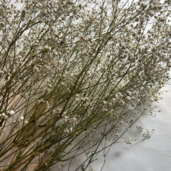 ドライフラワー　花材　素材　かすみ草✿3本セット 3枚目の画像