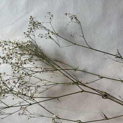 ドライフラワー　花材　素材　かすみ草✿3本セット 2枚目の画像