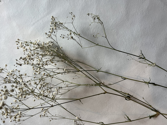 ドライフラワー　花材　素材　かすみ草✿3本セット 2枚目の画像