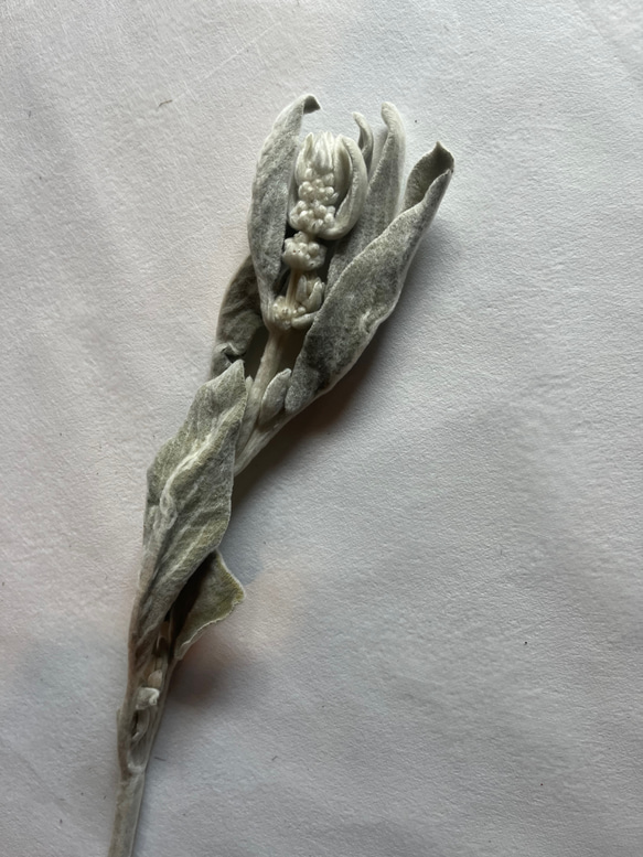 ドライフラワー　単品　花材　素材✿ラムズイヤー5本セット 5枚目の画像