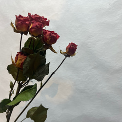 ドライフラワー　単品　花材　素材✿スプレーバラ3本セット 5枚目の画像