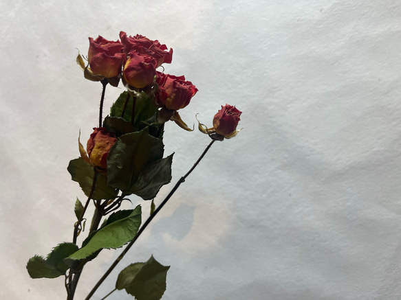 ドライフラワー　単品　花材　素材✿スプレーバラ3本セット 5枚目の画像